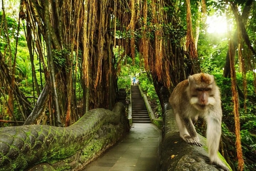 Bali Ubud Day Tour 4