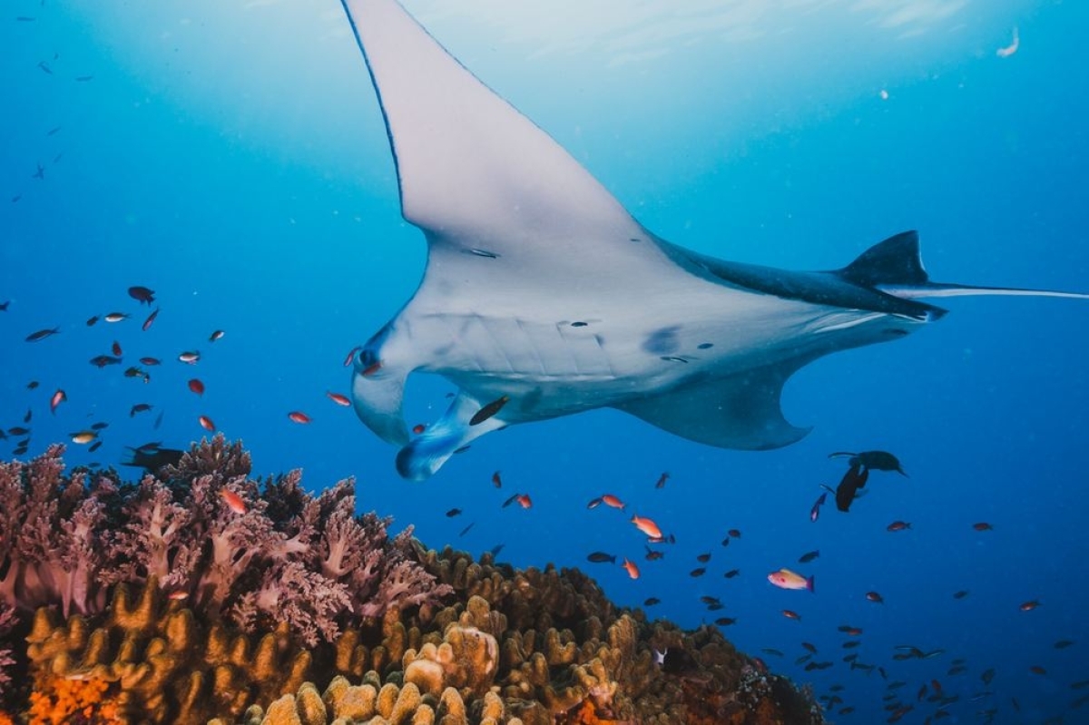 Komodo Islands Full-Day Speedboat Adventure - Padar, Dragons, Pink Beach & Snorkeling 1
