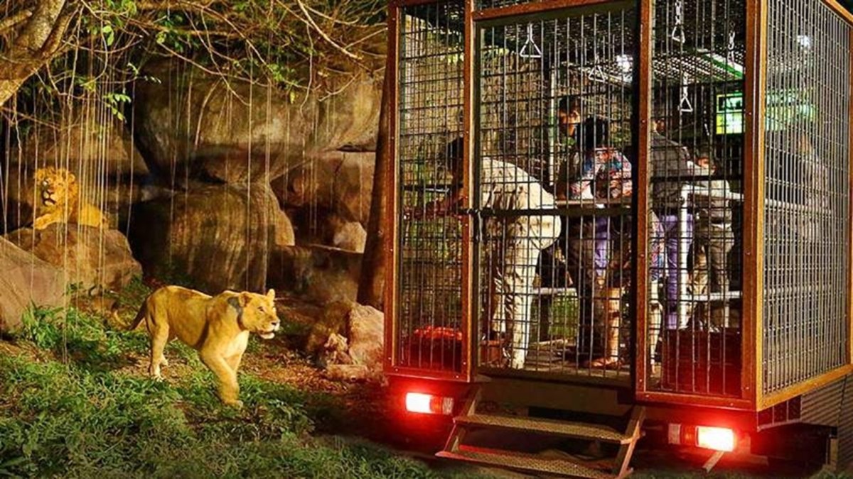 Bali Night Safari with Fire Show & Wildlife Encounter at Taman Safari 1