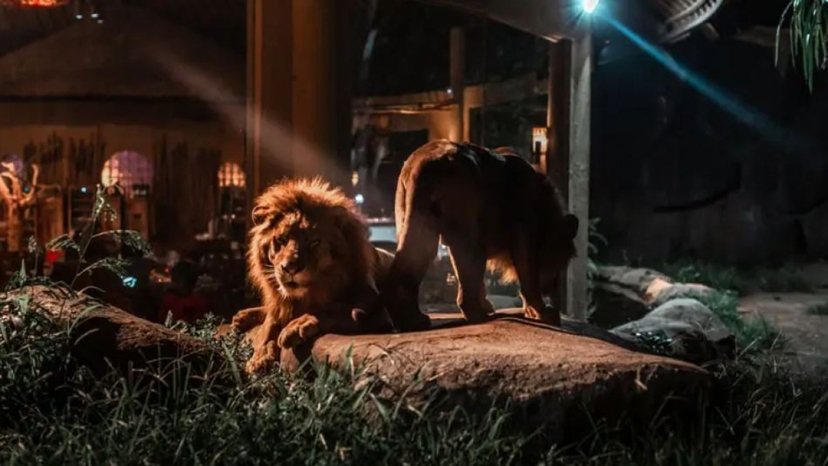 Bali Night Safari with Fire Show & Wildlife Encounter at Taman Safari 3