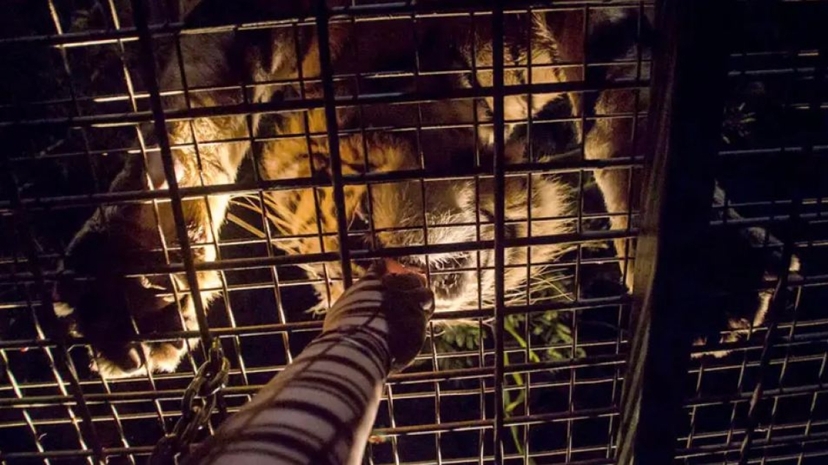 Bali Night Safari with Fire Show & Wildlife Encounter at Taman Safari 4