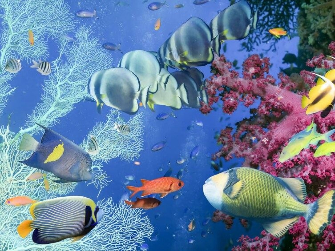 Bali Blue Lagoon and Tanjung Jepun Private Snorkeling Adventure – Reef, Coral, and Tropical Fish 1