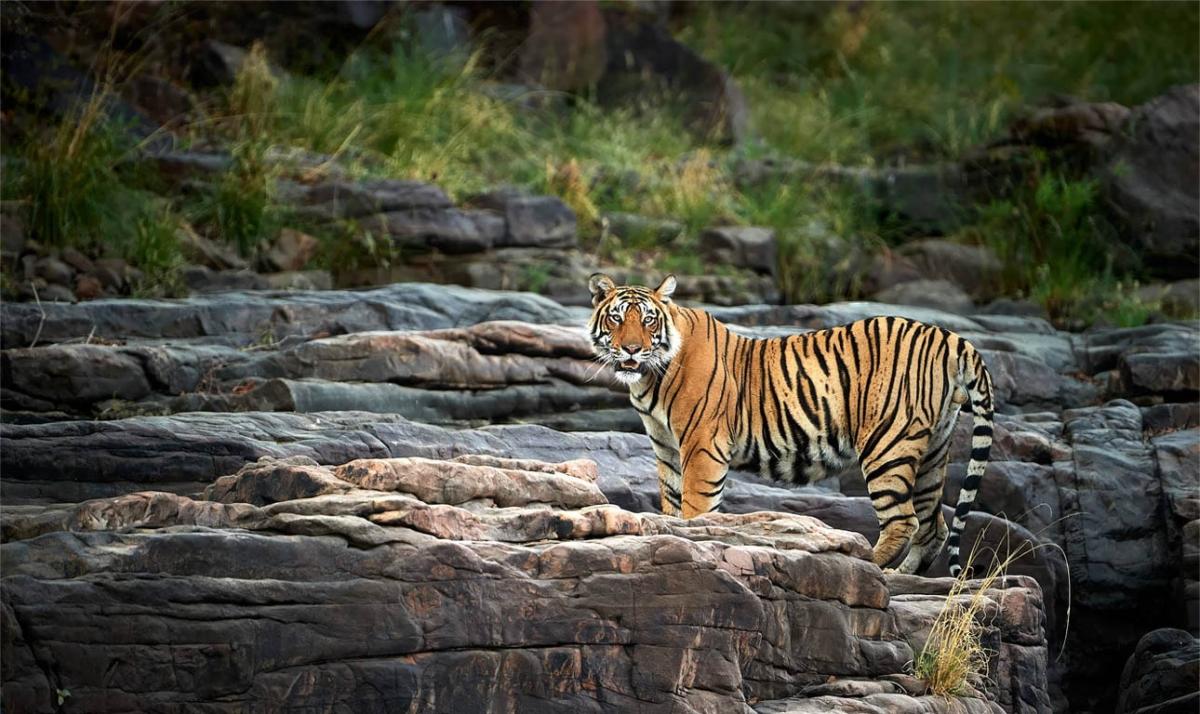 From Delhi: 3-Day Ranthambore Tiger Safari & Wildlife Tour From Delhi: 3-Day Ranthambore Tiger Safari & Wildlife Tour