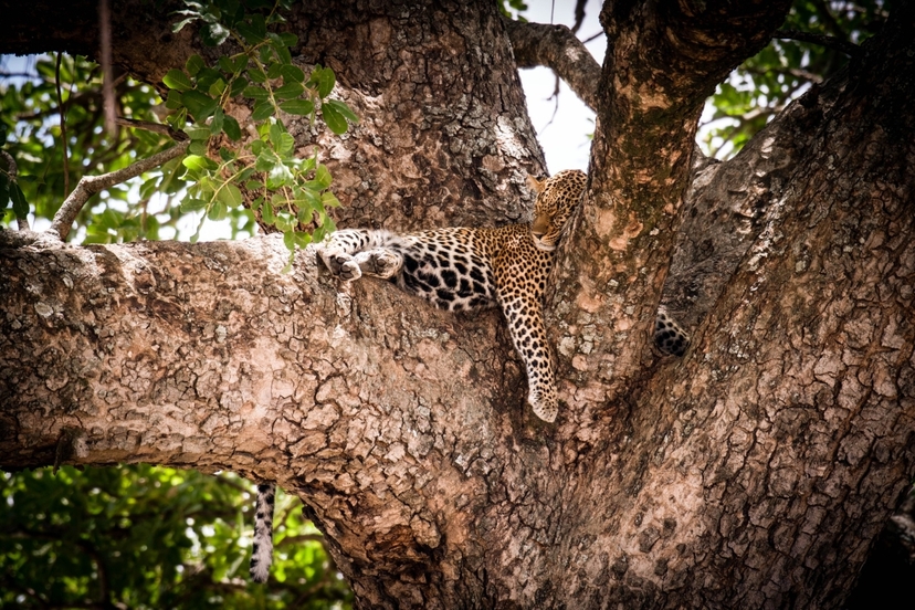 2 Days Maasai Mara Luxury Fly in Safari 3