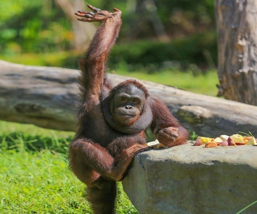 Bali Zoo Breakfast with Orangutans: Buffet, Wildlife Shows & Hotel Transfer 4