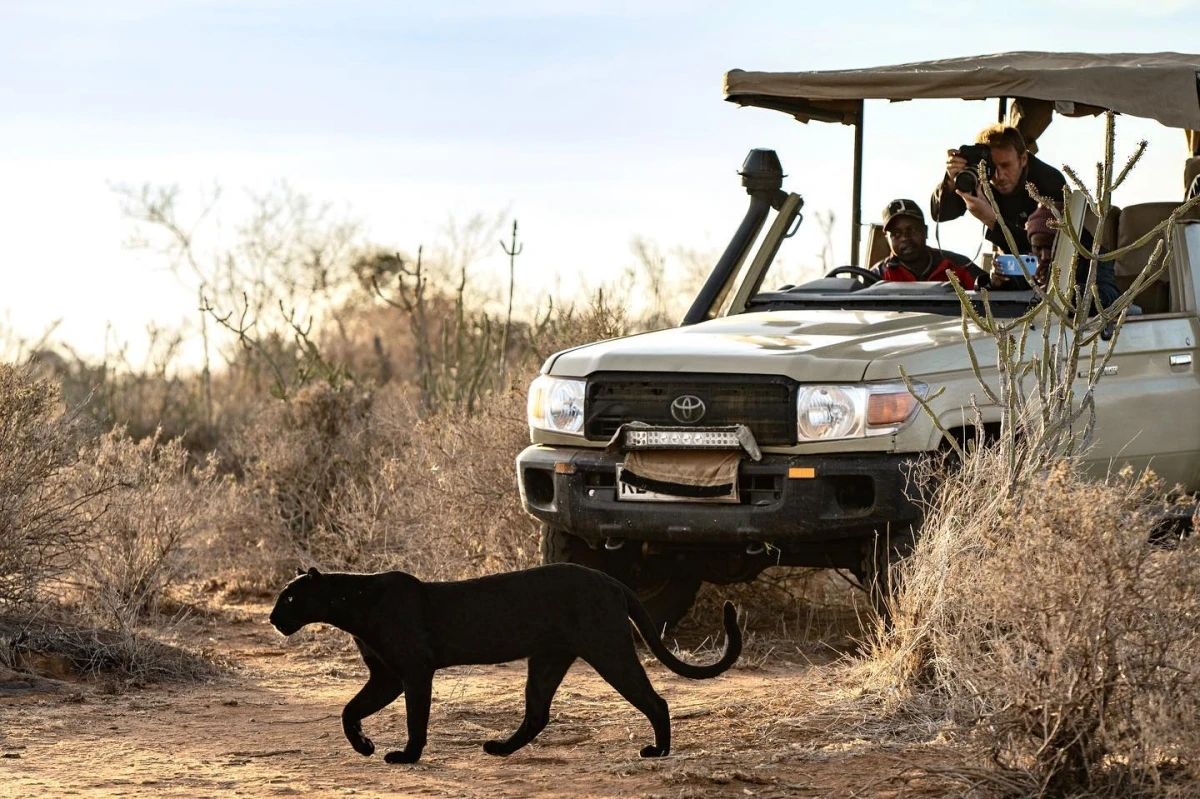 4 Days Laikipia - Black Leopard Safari 1