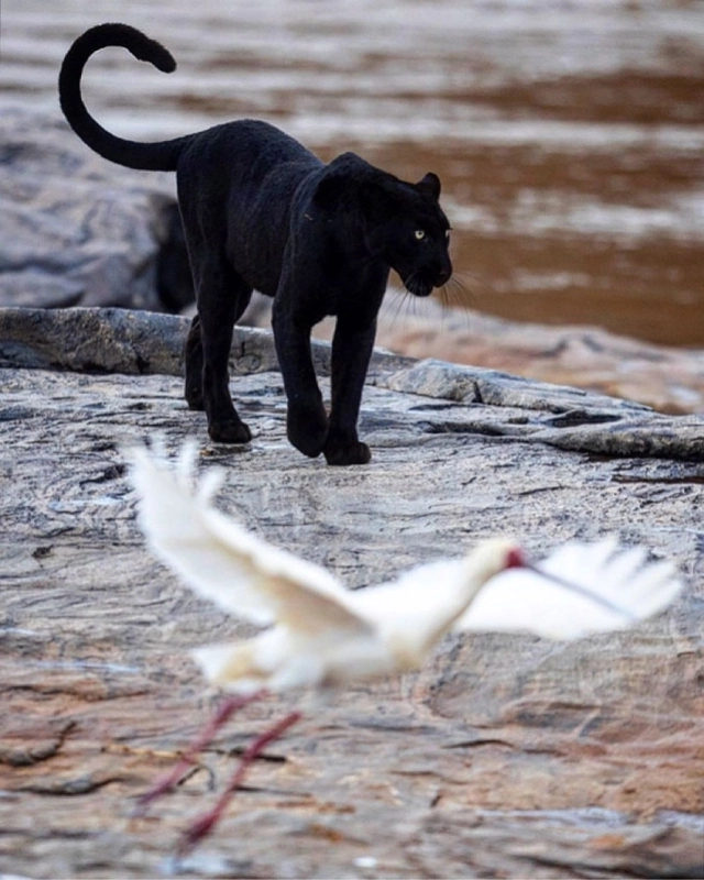 4 Days Laikipia - Black Leopard Safari 2