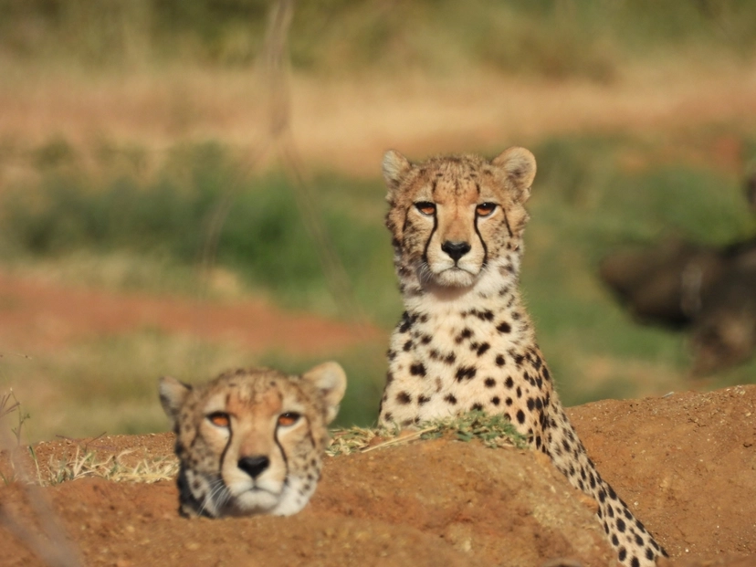 4 Days Laikipia - Black Leopard Safari 3