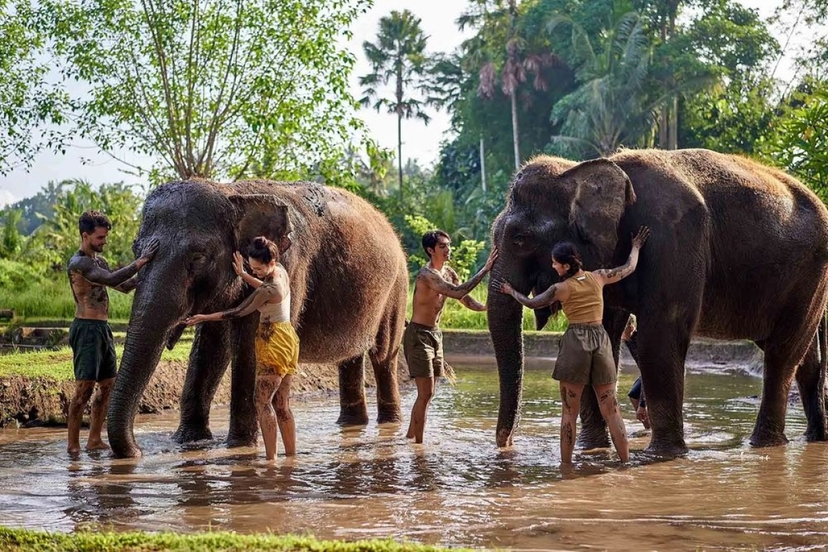 Bali Elephant Mud Fun & Bathing Experience at Bali Zoo with Lunch 3