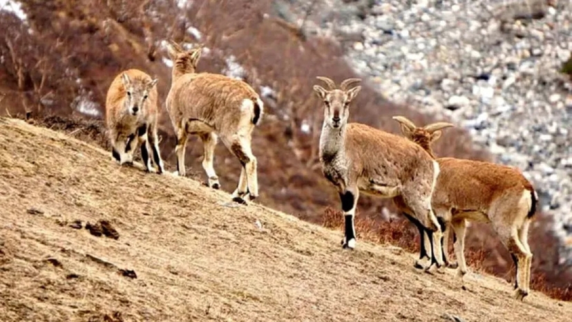 16-Day Exclusive Dhorpatan Mountain Hunting Expedition 2