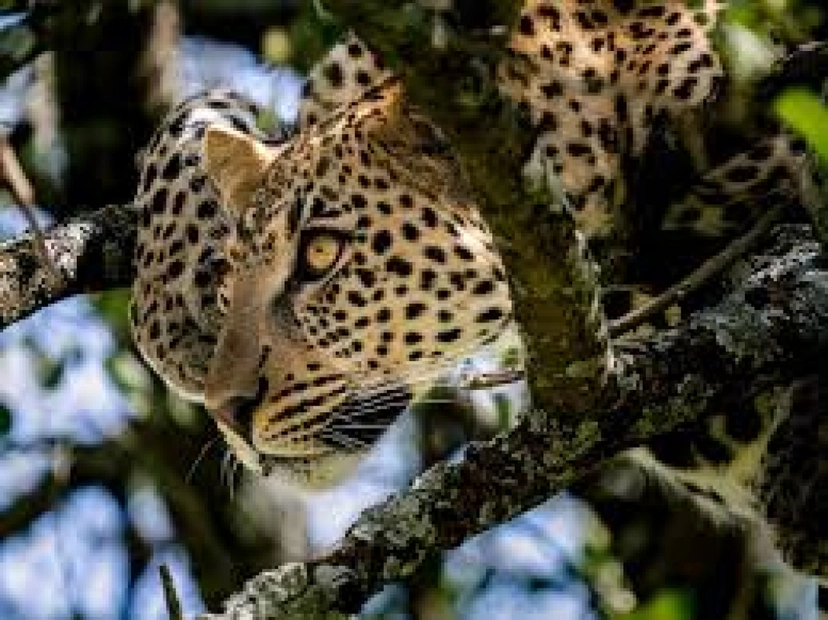 3 Day Tanzania Group Camping Safari Tour: Tarangire, Ngorongoro Crater & Lake Manyara 3