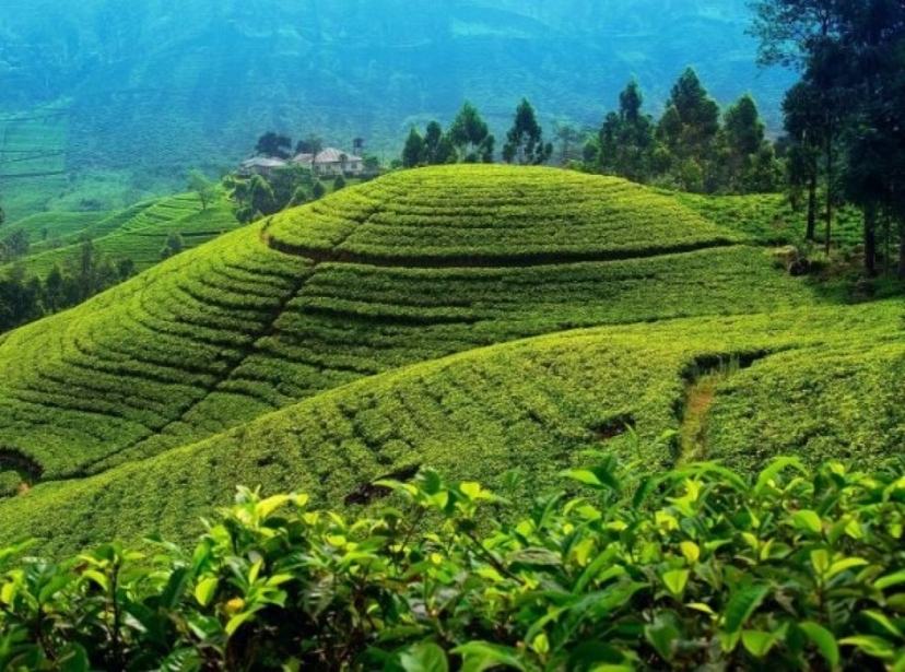 2 Day Kandy Tea Retreat Tour 4