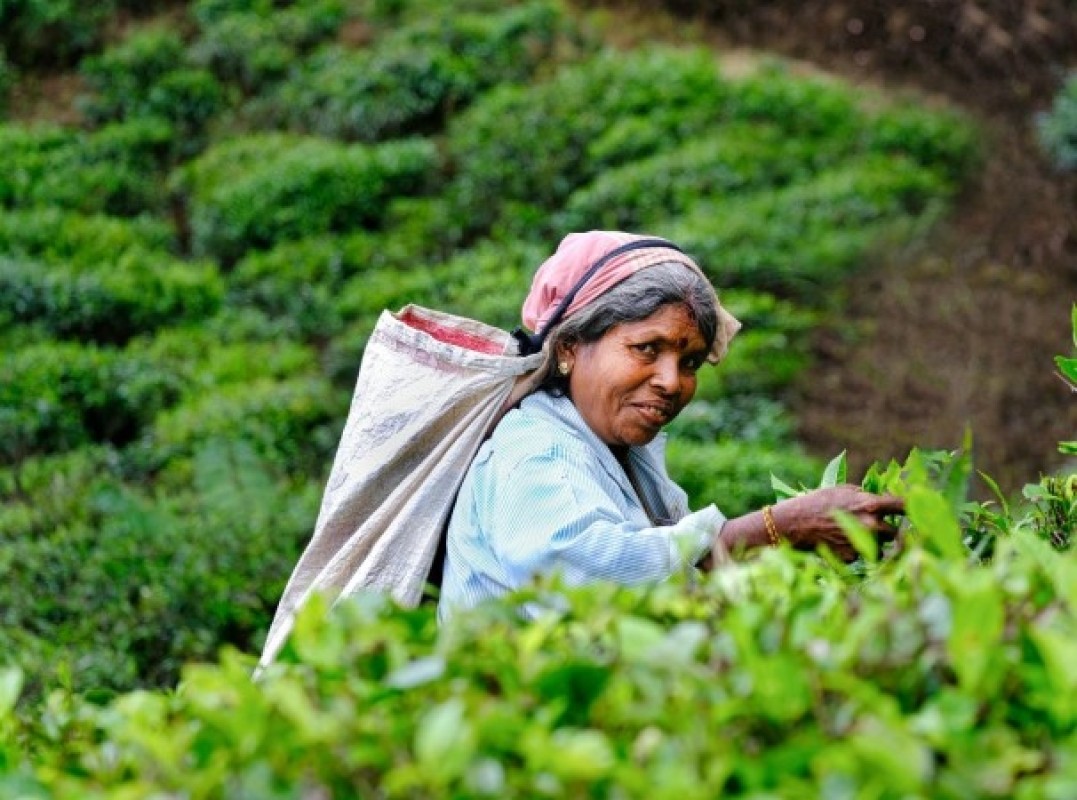 2 Day Kandy Tea Retreat Tour 1