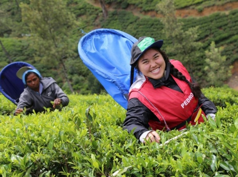 2 Day Kandy Tea Retreat Tour 3