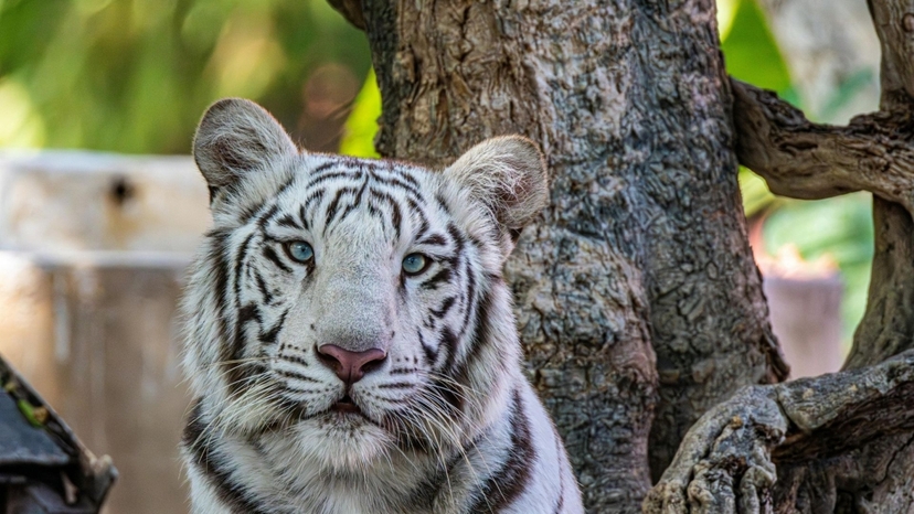 5 Day Jaipur & Ranthambore Wildlife Safari Tour: Jungle Safaris & Nature Experience 3