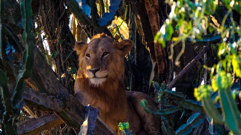 5 Day Jaipur & Ranthambore Wildlife Safari Tour: Jungle Safaris & Nature Experience 4