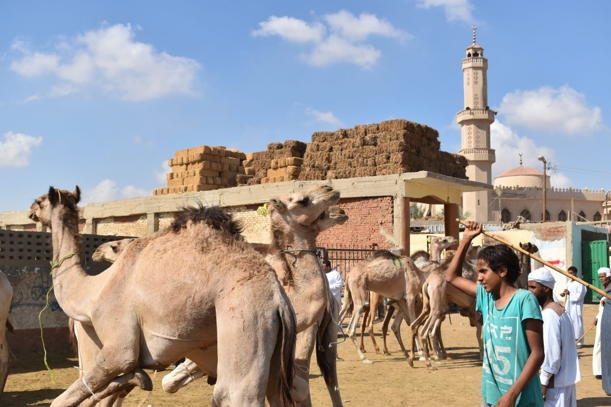 Birqash Camel Market Private Day Tour from Cairo & Giza 1
