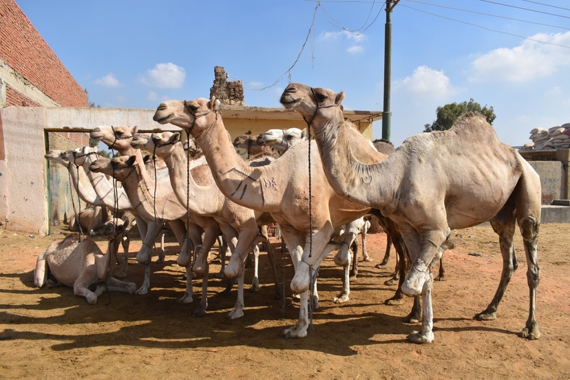 Birqash Camel Market Private Day Tour from Cairo & Giza 2