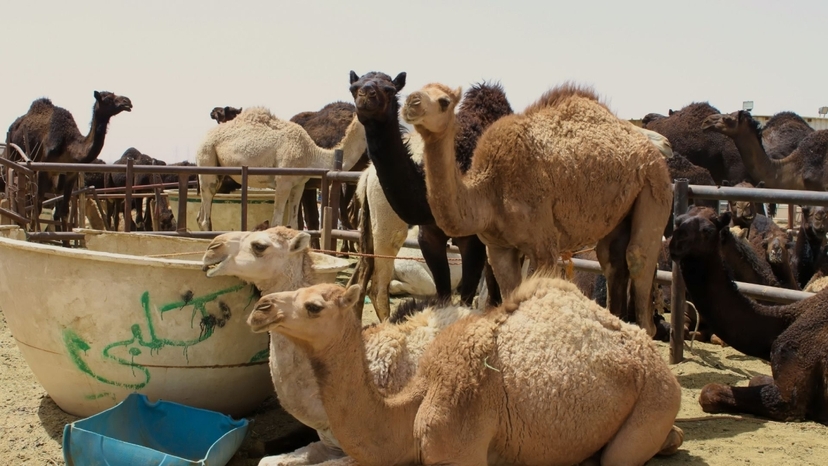 Birqash Camel Market Private Day Tour from Cairo & Giza 3