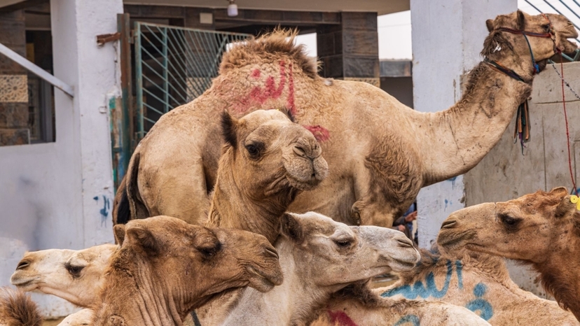 Birqash Camel Market Private Day Tour from Cairo & Giza 4