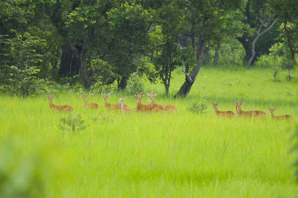 3 Day Wildlife Safari & Nature Escape at N’Zi River Lodge from Abidjan 1