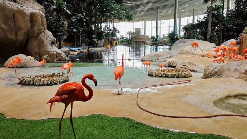 Dubai to Yas Island: Choose 2 Parks with Tickets & Private Transport 3