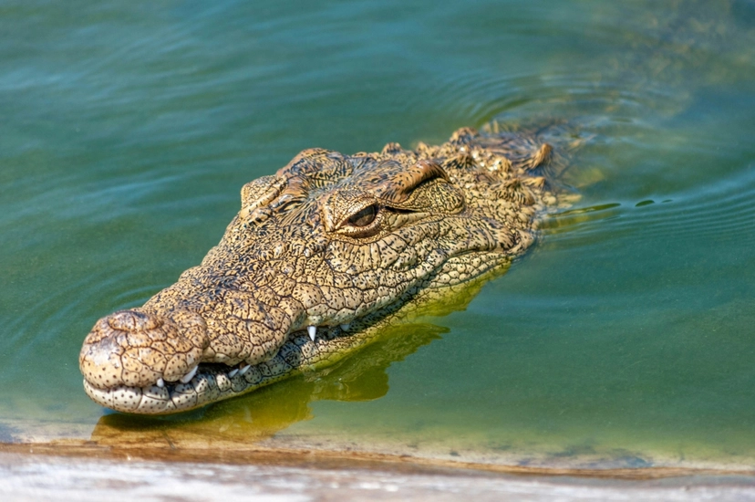 9 Day Tour in the Dominican Republic Southwest guided by a NatGeo Explorer 4