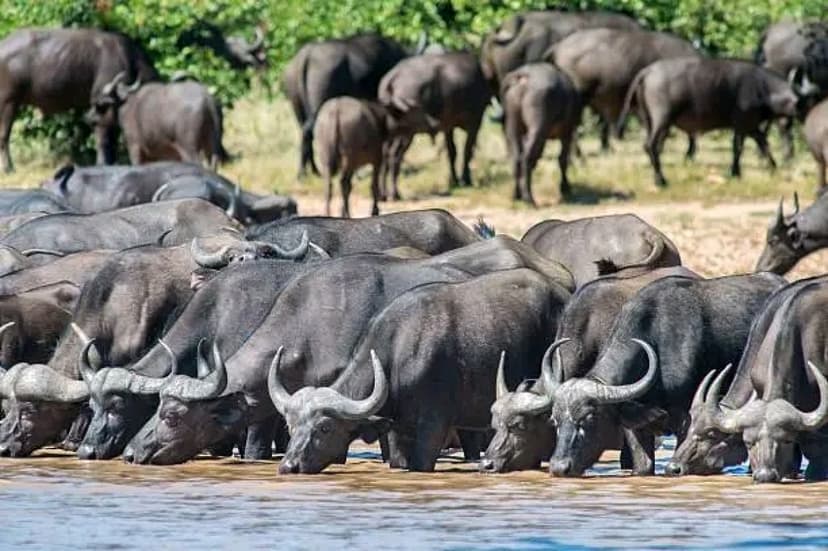 Full-Day Chobe Safari from Livingstone: River Cruise & 4x4 Game Drive 2