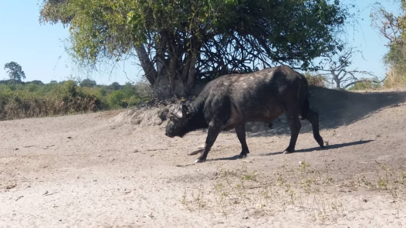 Mosi-oa-Tunya National Park Game Drive & White Rhino Walk from Livingstone 2
