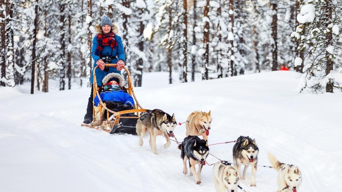 Rovaniemi Self-Drive Husky Safari 1