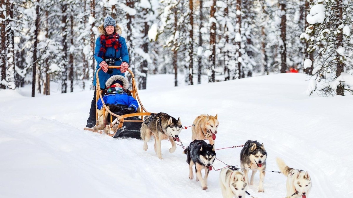 Rovaniemi Self-Drive Husky Safari 1