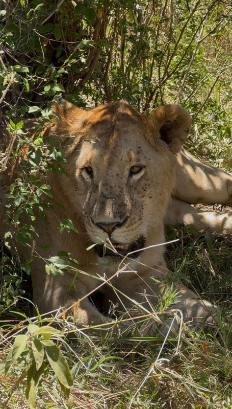 5 Days Masai Mara, Lake Nakuru & Naivasha Safari 2