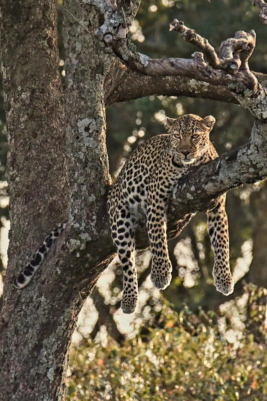 6 Days 5 nights Amboseli, Lake Nakuru & Masai Mara National Reserve 6 Days 5 nights Amboseli, Lake Nakuru & Masai Mara National Reserve