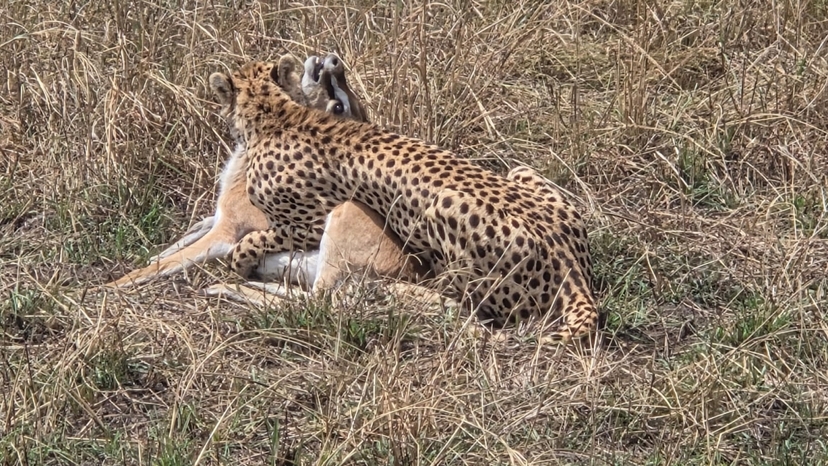 6 Days 5 nights Amboseli, Lake Nakuru & Masai Mara National Reserve 2