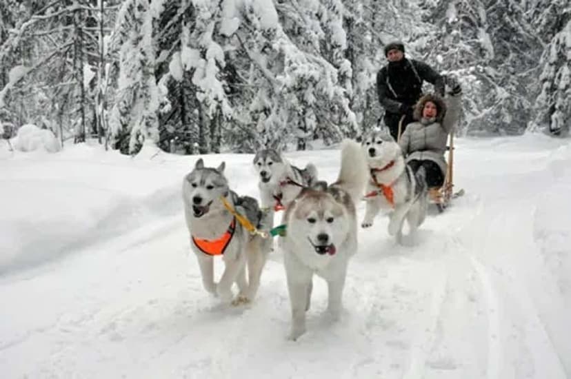 Arctic Tour: Northern Lights, Teriberka, Huskies & Ice Floating 4