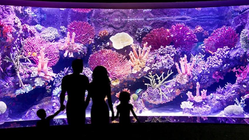 Antalya Aquarium Tour – Skip the Line & Explore the World’s Longest Tunnel Aquarium Antalya Aquarium Tour – Skip the Line & Explore the World’s Longest Tunnel Aquarium