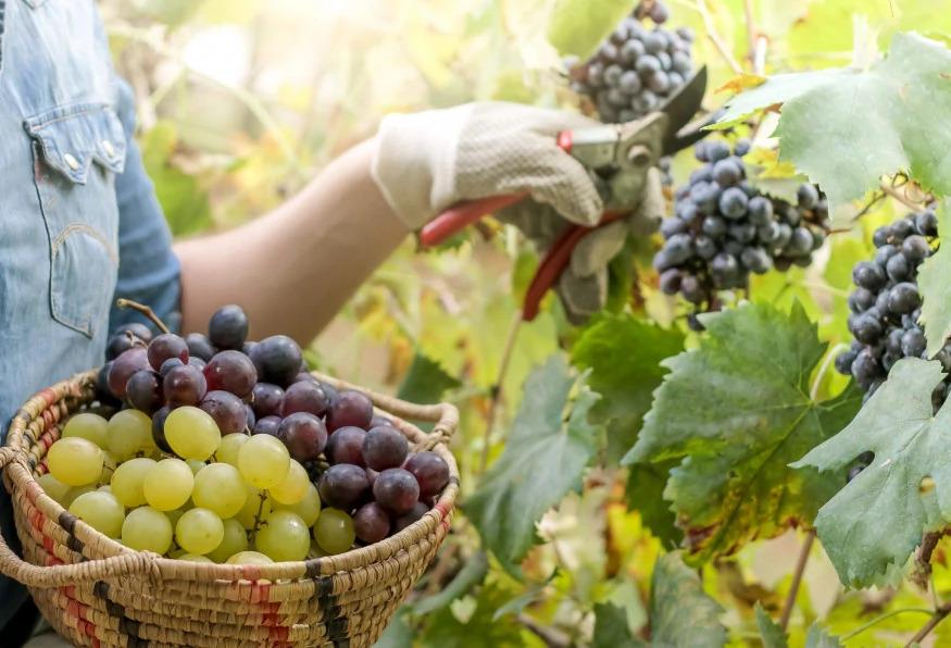 Daily Cappadocia Grape Harvest Tour Daily Cappadocia Grape Harvest Tour