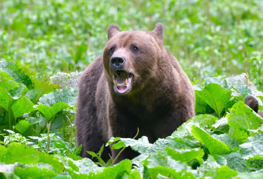 Private Hiking and Bear Watching in the Carpathian 1