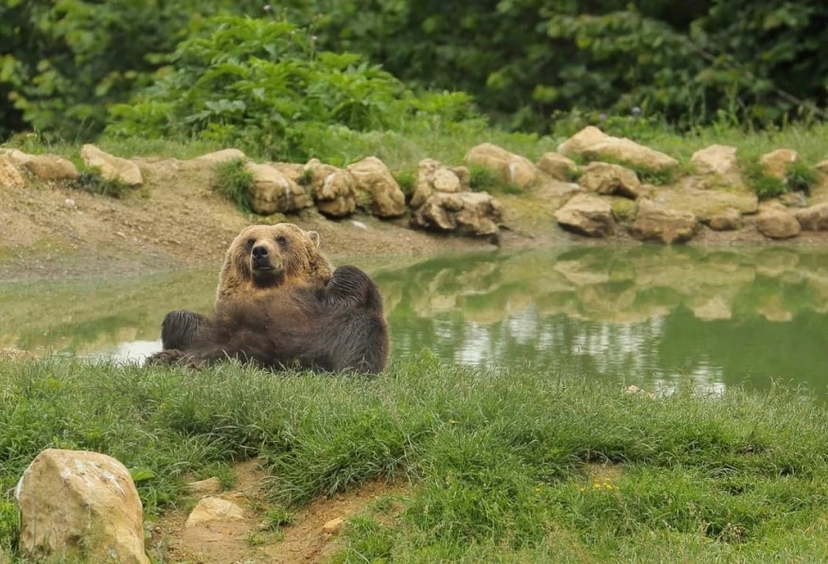 Private Hiking and Bear Watching in the Carpathian 3