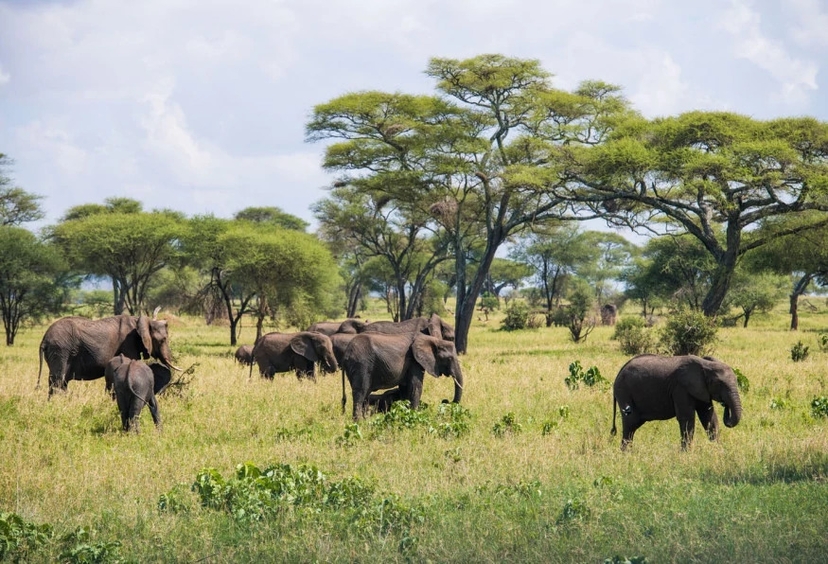 11 Days Wildlife & Culture Tanzania Private Safari 2