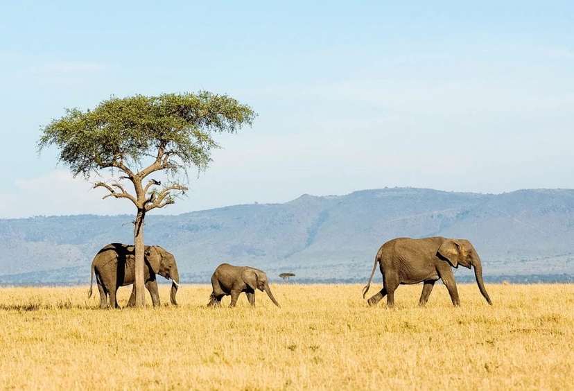 11 Days Wildlife & Culture Tanzania Private Safari 4
