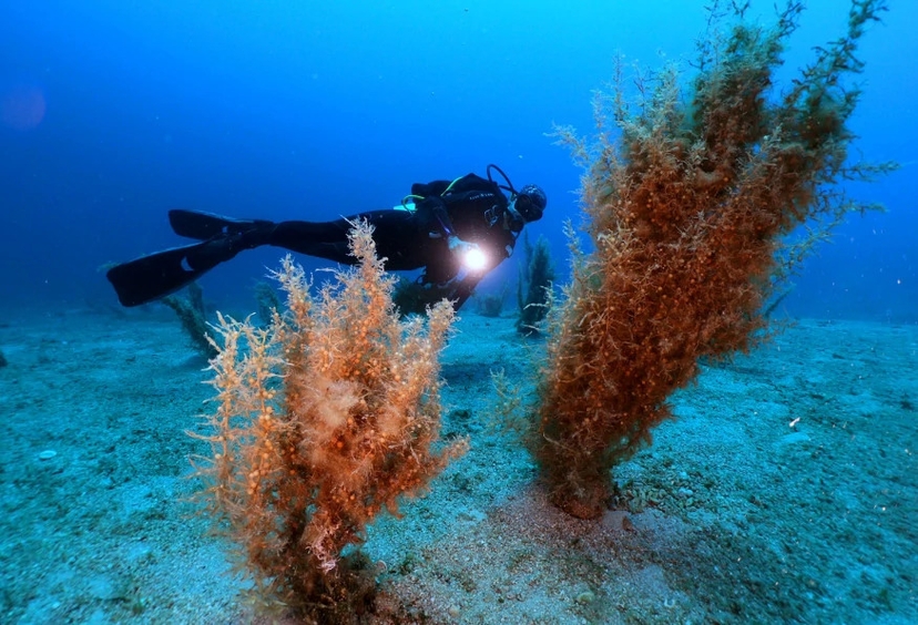 Daily Bodrum Scuba Diving Tour from Didim 3