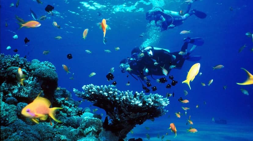 Daily Bodrum Scuba Diving Tour from Didim 4