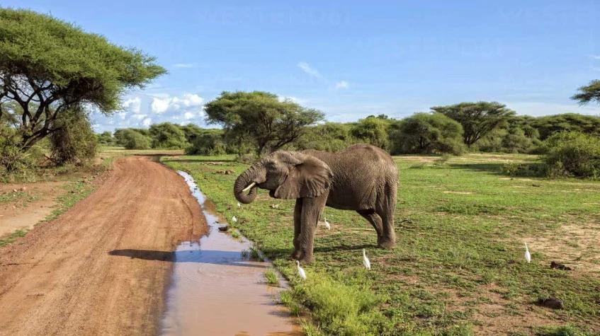 6 Days Family Tanzania Safari Vacation Tour 2022 6 Days Family Tanzania Safari Vacation Tour 2022