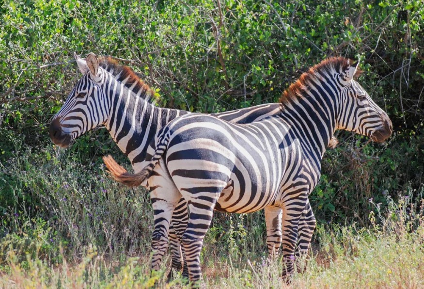 5 Days Tanzania Highlight Tour 1