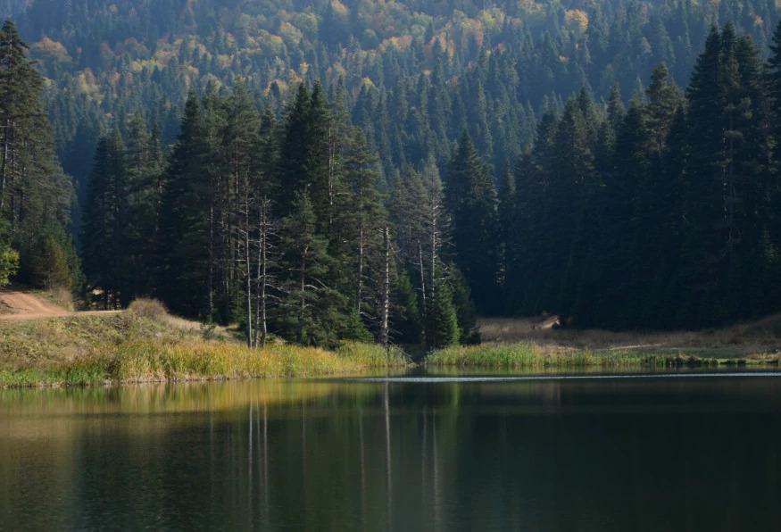 Daily Yenice Forest Nature Tour Daily Yenice Forest Nature Tour