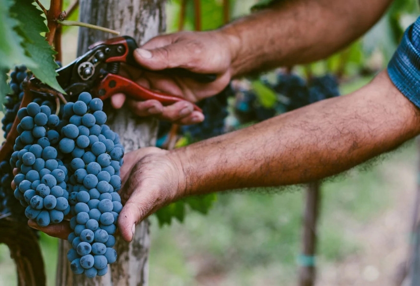 Authentic Cappadocia Grape Harvest & Pekmez Making Tour – Traditional Turkish Food Experience 3