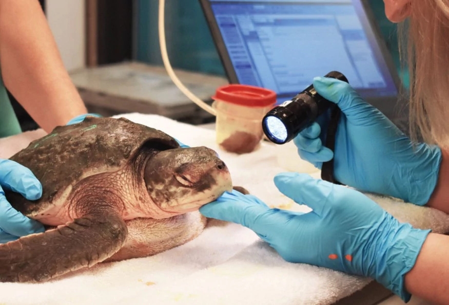 Daily Dalyan Turtle Clinic Tour from Mugla 2