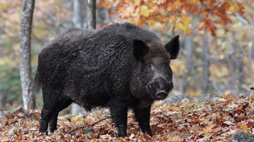 6 Days Hunting Wild Boar Package Antalya 1