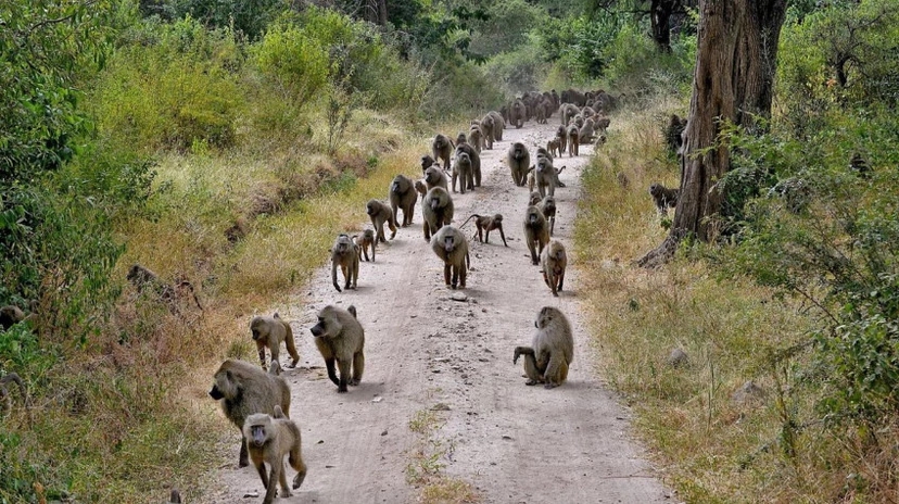 5 Days Tanzania Safari and Zanzibar Beach Holiday 3